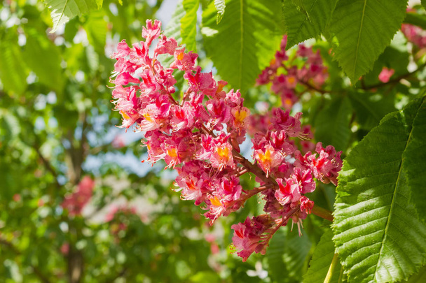 Kwiatostan czerwony-Kasztanowiec wśród liści - Zdjęcie, obraz
