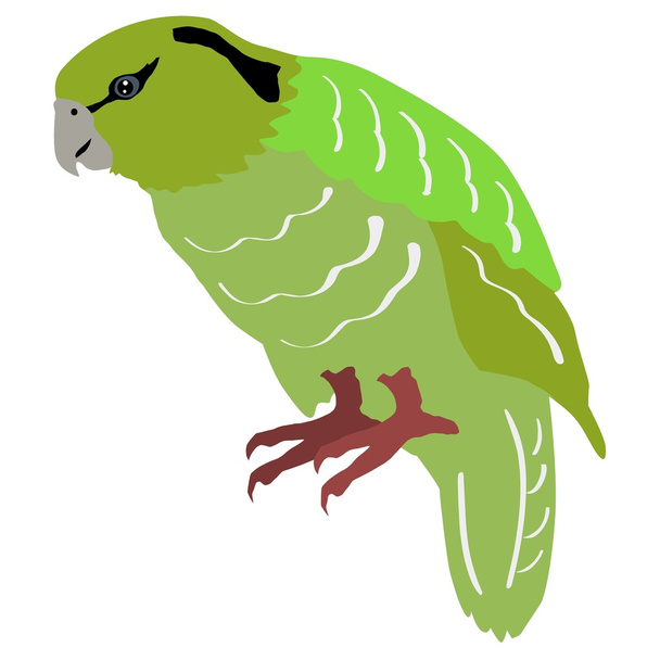 Kakapo - ベクター画像