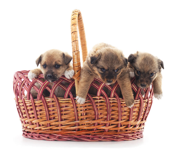 Puppies in a basket. - 写真・画像
