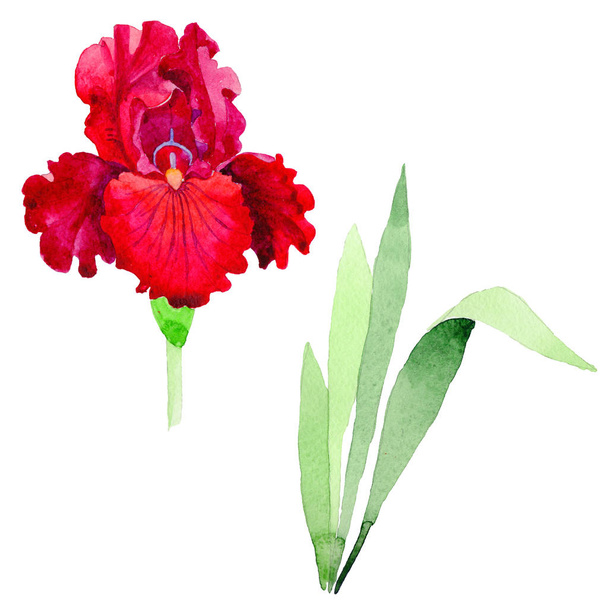 Fleur sauvage iris fleur dans un style aquarelle isolé
. - Photo, image