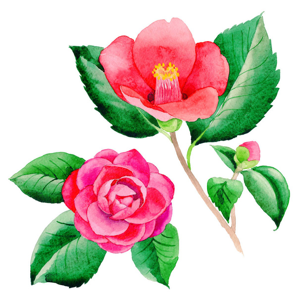 Wildflower Camellia Japanese flower in a watercolor style isolated. - Foto, imagen