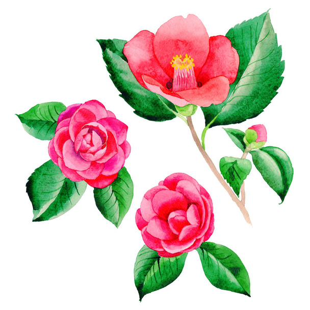 Wildflower Camellia Japanese flower in a watercolor style isolated. - Foto, immagini