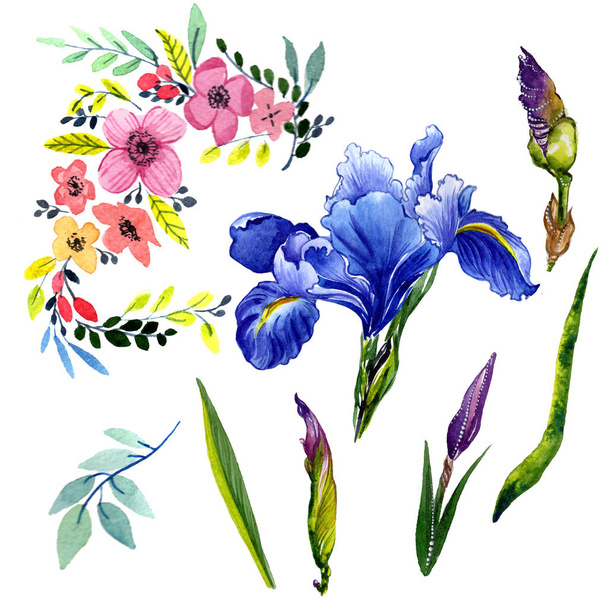 Wildflower iris bloem in een aquarel stijl geïsoleerd. - Foto, afbeelding
