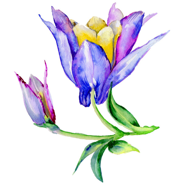 Flor exótica Wildflower em um estilo aquarela isolado
. - Foto, Imagem