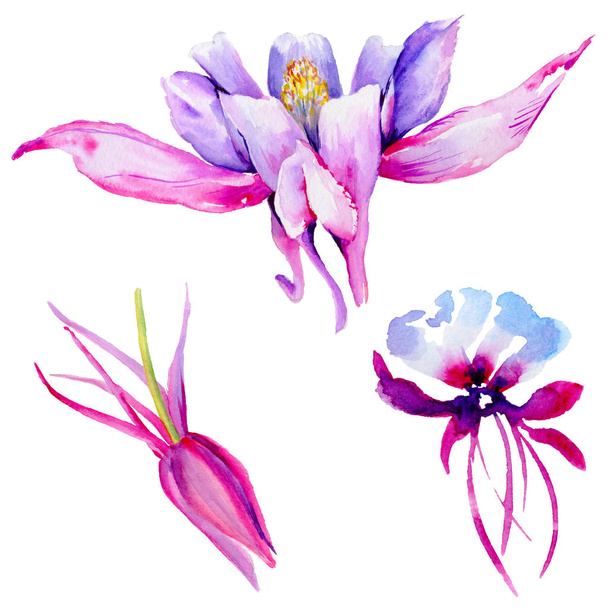 Wildflower exotic flower in a watercolor style isolated. - Photo, Image