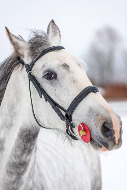 Морда серой лошади крупным планом в зимний день
 - Фото, изображение