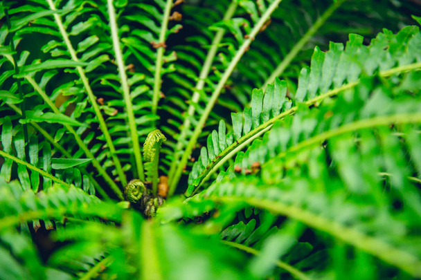 Zelené kapradí deštného pralesa pozadí konceptu. Nephrolepis exaltata (The Sword Fern) - druh kapradí v čeledi Lomariopsidaceae - Fotografie, Obrázek