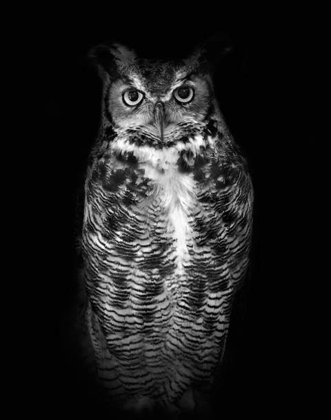 Uhu, bekannt unter seinem wissenschaftlichen Namen bubo virginianus, isoliert auf dunklem Hintergrund in schwarz-weiß - Foto, Bild