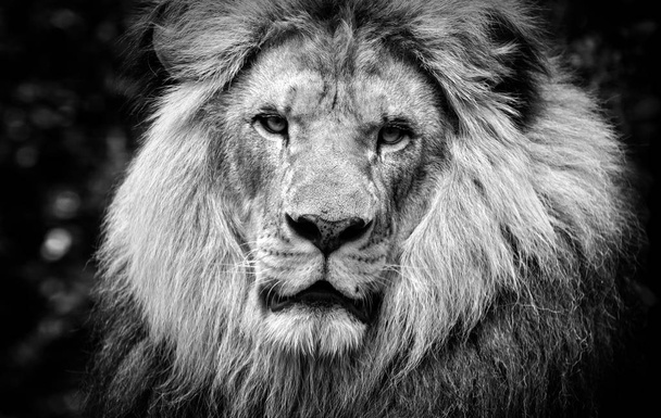 Contraste élevé noir et blanc d'un visage masculin de lion africain
 - Photo, image