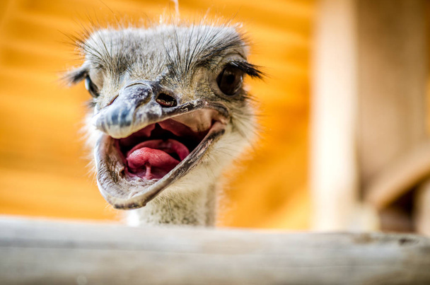 The ostrich opened swarms showing its pink tongue. - Fotografie, Obrázek