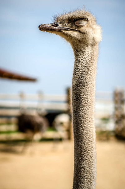 Ostrich with his eyes closed against the background of the farm. - Foto, Imagem
