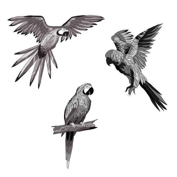 Vector illustration. Set of parrots, flying parrots. Parrot sitting on a branch. Black and white and gray image - Vektor, obrázek