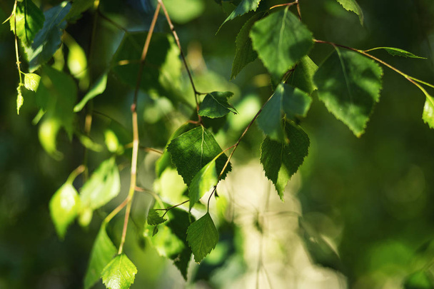 Zelené listy břízy na jaře. Čerstvé zelené listy břízy, close-up mladých zelených listů břízy, březové listí, březovými větvemi, jaro přirozeného pozadí s mladé březové listí - Fotografie, Obrázek