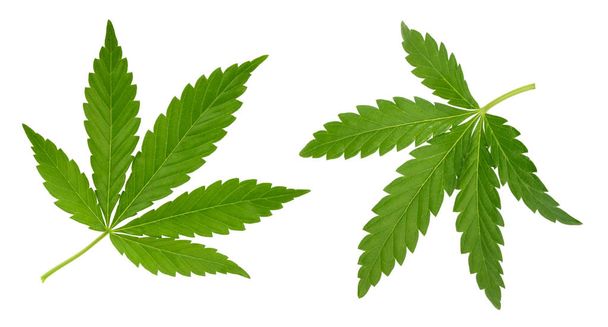 Feuille de cannabis isolée sur blanc sans ombre
 - Photo, image