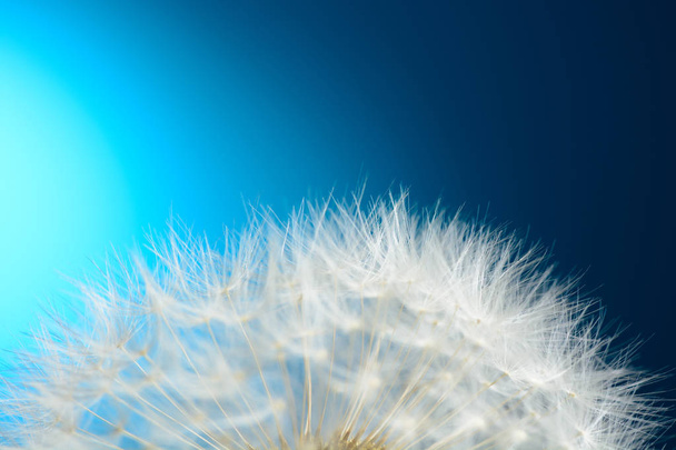 Dandelion on blue background - Photo, Image