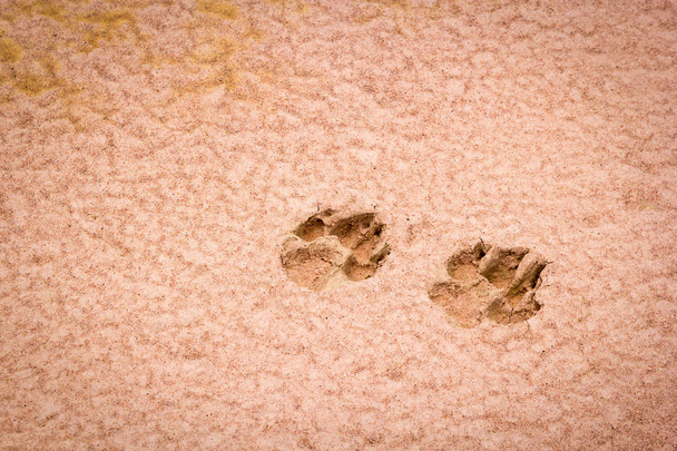 Huellas de perro en la arena
 - Foto, imagen