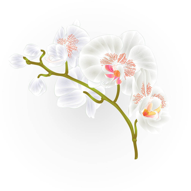 Orchidea ág Phalaenopsis fehér virágok trópusi növények zöld szár és rügyek vintage kézzel dolgozzon vektoros  - Vektor, kép