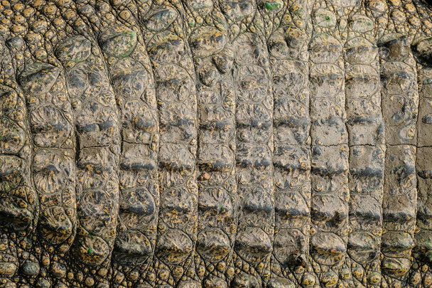 Closeup Krokodýlí kůže pozadí, Krokodýlí kůže - Fotografie, Obrázek