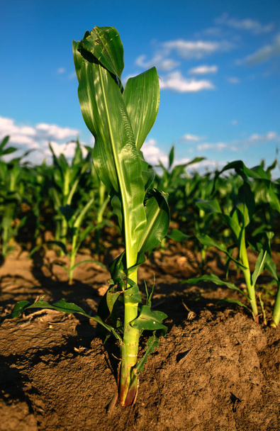 Kukuřice rostliny rostoucí v kultivované zemědělské oblasti - Fotografie, Obrázek