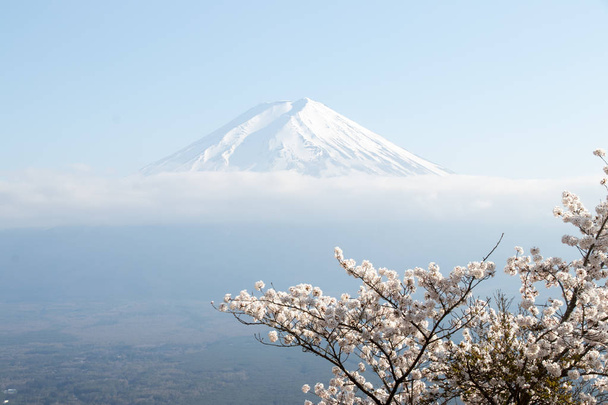 Hora Fudži v Japonsku jako pozadí s sakura blossom jako popředí - Fotografie, Obrázek