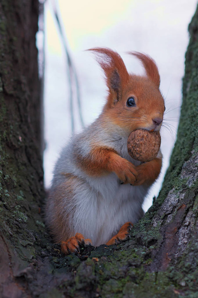 Cute red squirrel is siting on the tree and is eating walnut - Photo, Image