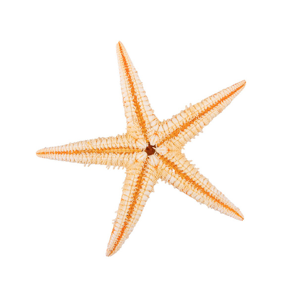 Sea starfish on a white background - Photo, Image