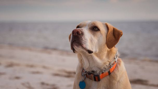 Koiran muotokuva rannalla ja valtamerellä taustalla
 - Valokuva, kuva