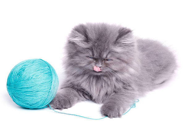 Cute little kitten and ball of yarn - Valokuva, kuva