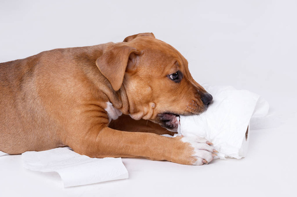Staffordshire terrier puppy - Fotó, kép