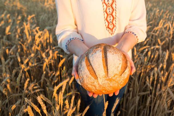 the young woman in a white national shirt holding the round baked bread with a crisp on wheat field background. - Photo, Image