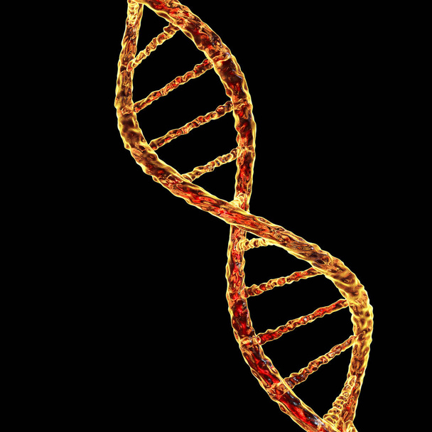 Подвійна спіраль ДНК
 - Фото, зображення