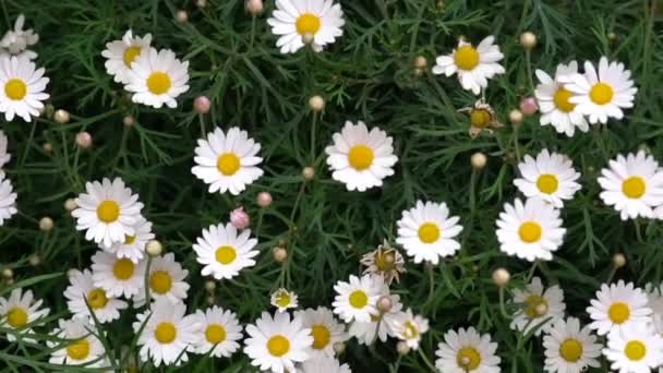 White Daisies Blooming in Summer Season. - Footage, Video