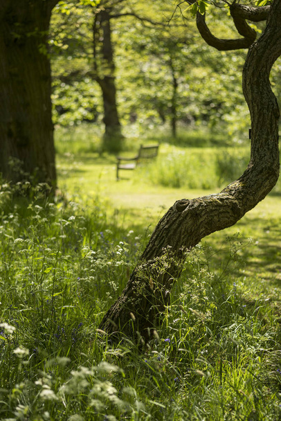 Lovely shallow depth of field fresh landscape of English forest  - Foto, Imagen