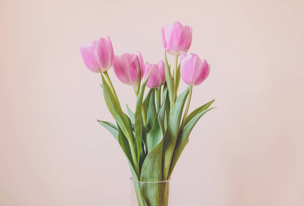 Beautiful pink tulips - Photo, image