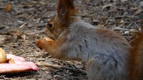 Splendido scoiattolo prende un dado da una mano femminile e corre via in una foresta
 - Filmati, video