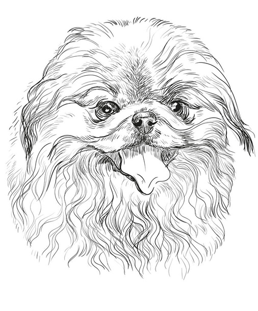 Vector portrait of Pekingese dog - Vector, Image