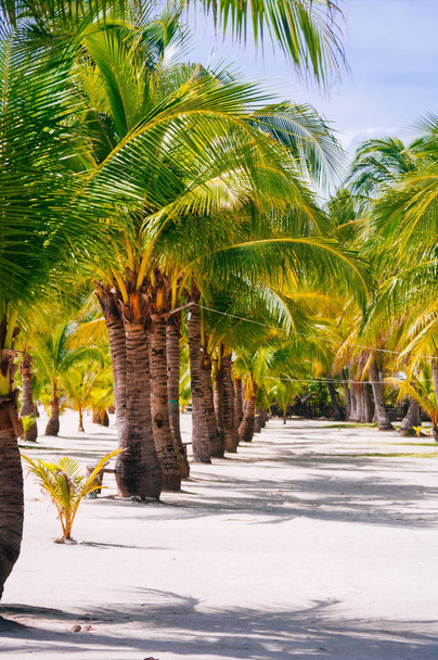 Landscape of paradise tropical island with palms and white sand beach - Foto, Imagen