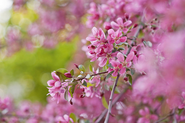  Pink blooming apple tree - Фото, изображение