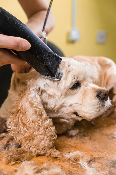 Grooming the hair of brown dog breed Cocker Spaniel - Foto, Imagem
