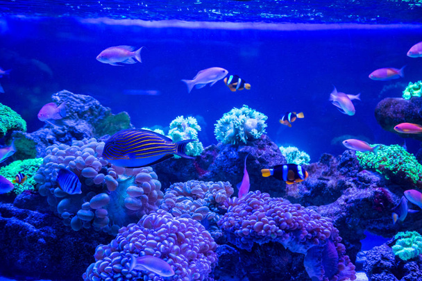 Tropical fishes with corals - Fotó, kép