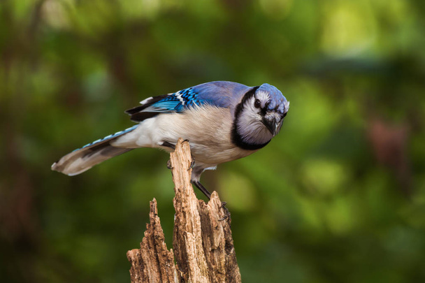 Синяя птица Джей (Cyanocitta cristata) на пне
 - Фото, изображение