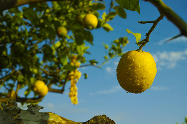 Цитрусовые фрукты, богатые витамином С, спелые желтые сицилийские лимоны
 - Фото, изображение