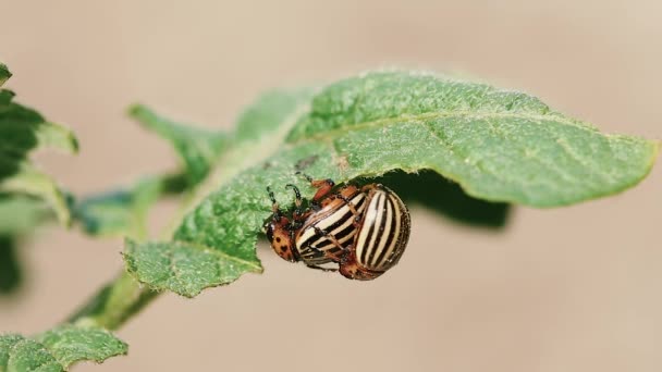 Dwa chrząszcze pasiaste Colorado - Leptinotarsa Decemlineata. Ten chrząszcz to poważny szkodnik ziemniaków. Reprodukcja owadów - Materiał filmowy, wideo