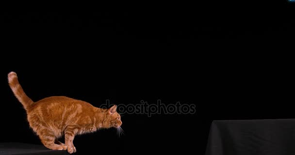 Czerwony pręgowany kot domowy - Materiał filmowy, wideo