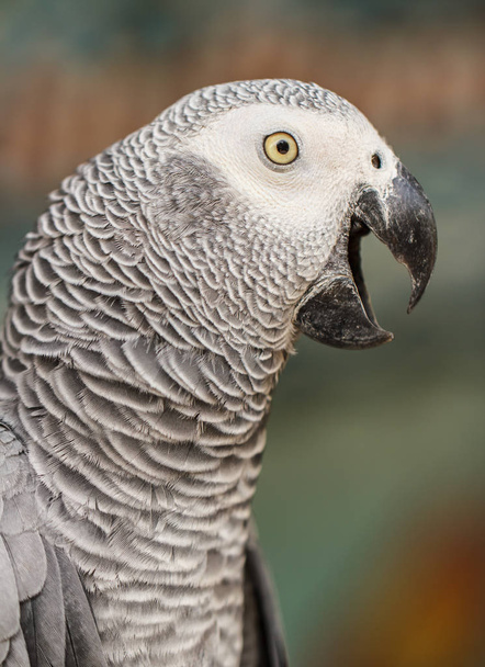 White parrot macaw. - Foto, imagen