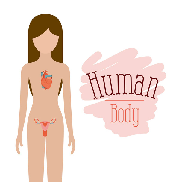 красочный силуэт женщины с кровеносной и репродуктивной системой человеческого тела
 - Вектор,изображение