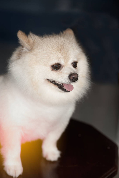 Fluffy Pom Pomeranian cute dog small pet friendly. - Foto, immagini