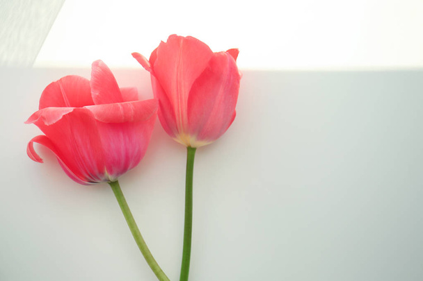 Beautiful tulip flowers - Zdjęcie, obraz