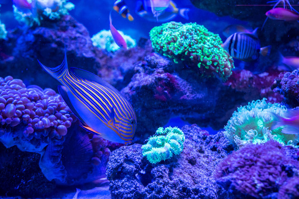 Tropical fishes with corals - Φωτογραφία, εικόνα