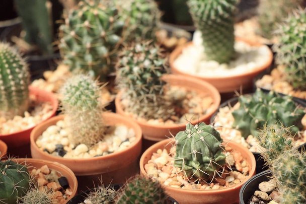 tienda cactus en la naturaleza
 - Foto, Imagen